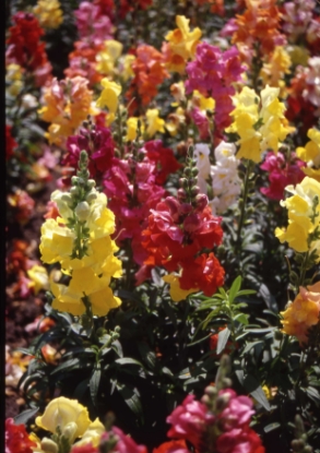 Picture of Antirrhinum - Cheerio F2